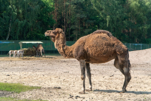 Serengeti Safari • Drive-Thru Safari