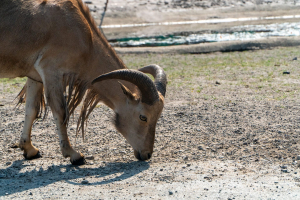 Serengeti Safari • Drive-Thru Safari