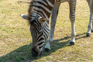 Serengeti Safari • Drive-Thru Safari