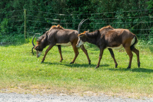 Serengeti Safari • Drive-Thru Safari