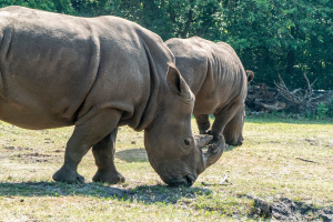 Serengeti Safari • Drive-Thru Safari