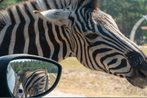 Serengeti Safari • Drive-Thru Safari