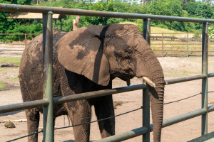 Serengeti Safari • Drive-Thru Safari
