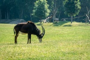 Serengeti Safari • Drive-Thru Safari