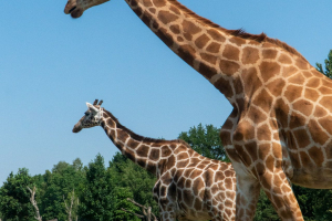 Serengeti Safari • Drive-Thru Safari