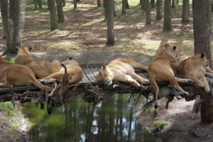 Serengeti Safari