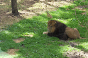 Serengeti Safari