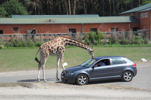 Serengeti Safari