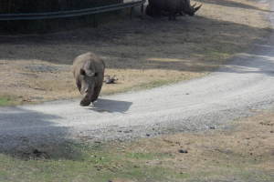 Serengeti Safari