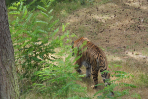 Serengeti Safari