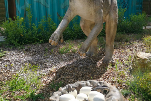 Jurassic Safari
