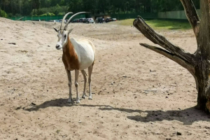 Serengeti Safari