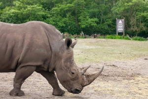 Serengeti Safari