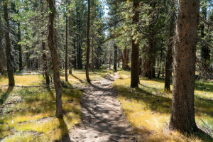 Yosemite National Park