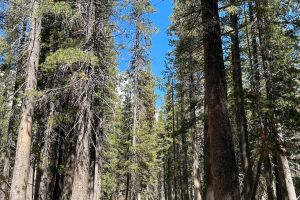 Yosemite National Park