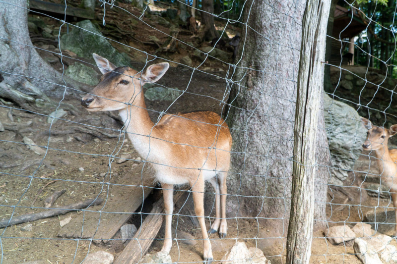 Tierpark