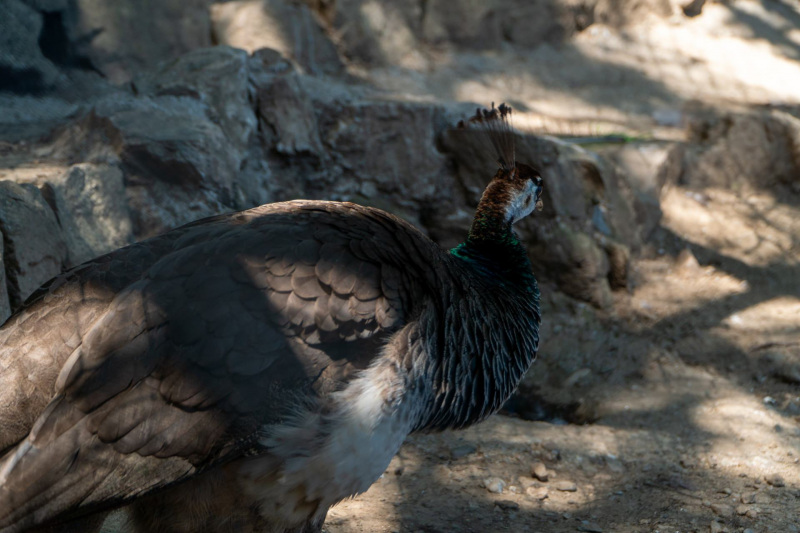 Tierpark