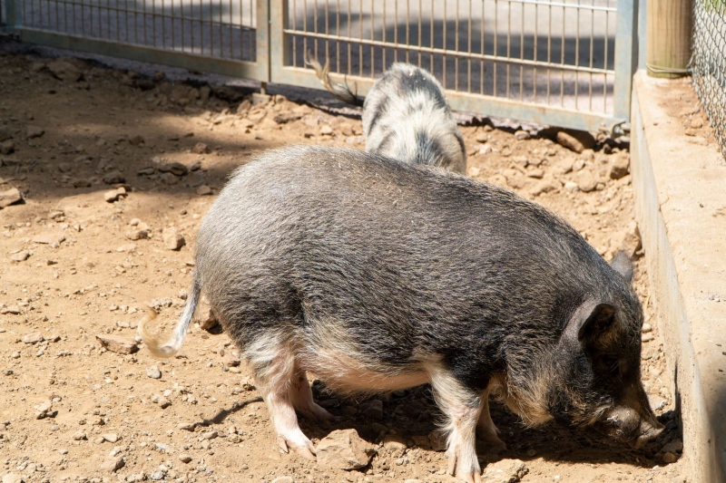 Tierpark