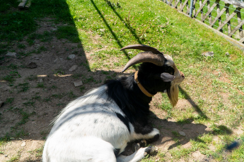 Tierpark