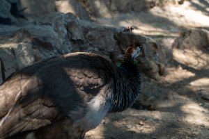 Tierpark