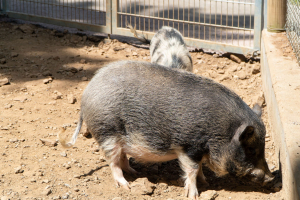 Tierpark