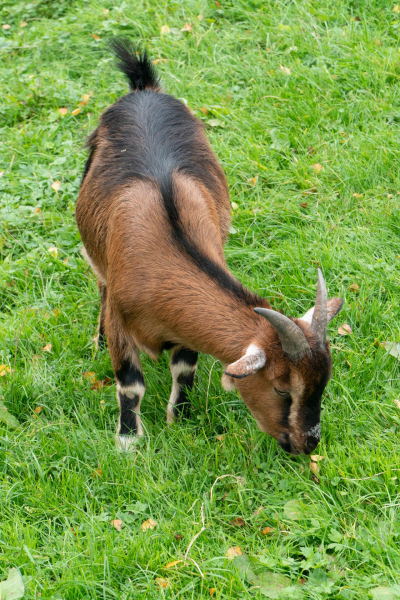Animals / Tiere