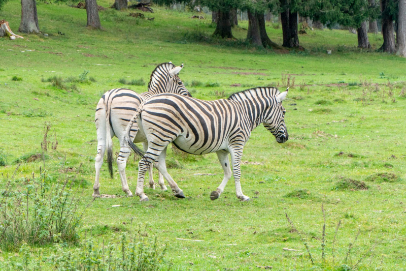 Animals / Tiere