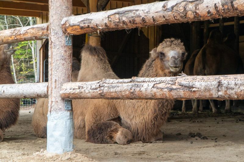 Animals / Tiere