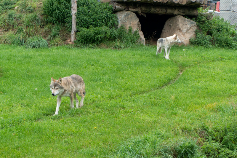 Animals / Tiere