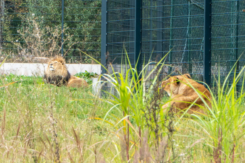 Animals / Tiere