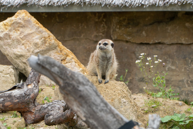 Animals / Tiere