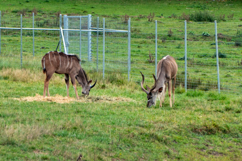 Animals / Tiere