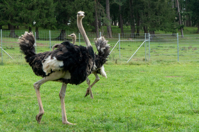 Animals / Tiere