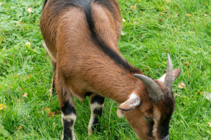 Animals / Tiere