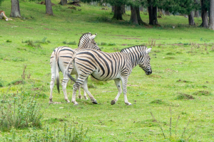 Animals / Tiere