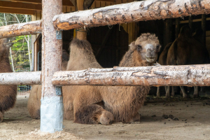 Animals / Tiere