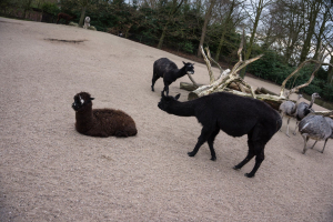 Animals