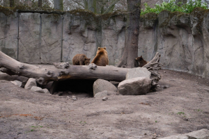 Animals