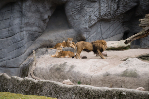 Animals