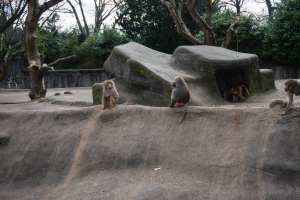 Animals