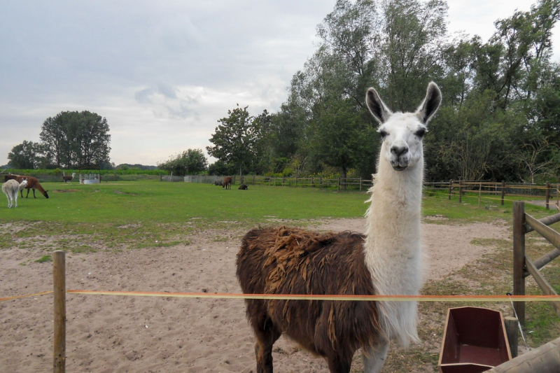 Tiere / Animals