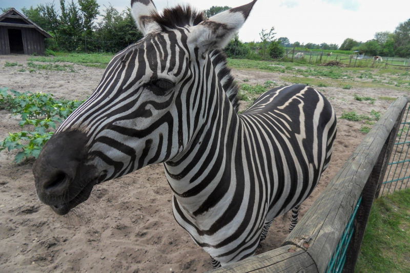 Tiere / Animals