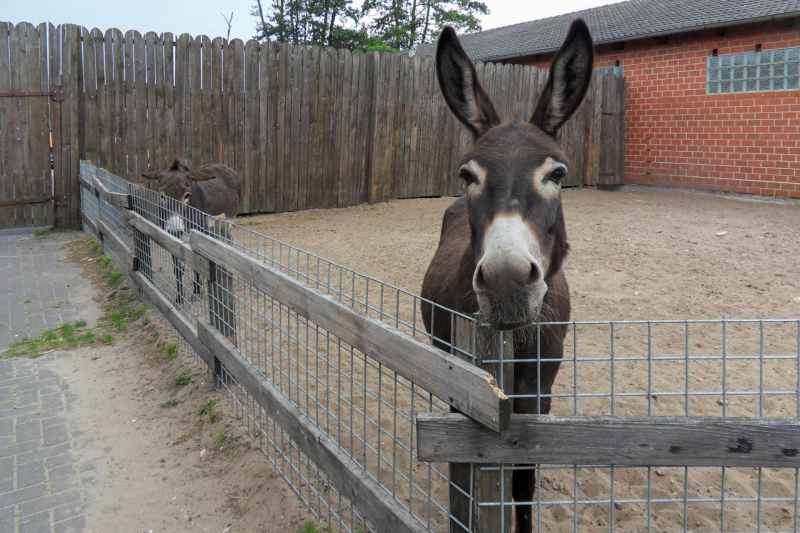 Tiere / Animals
