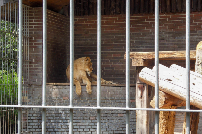 Tiere / Animals