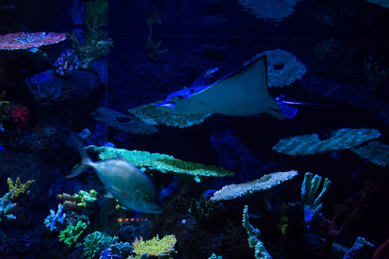 Aquarium