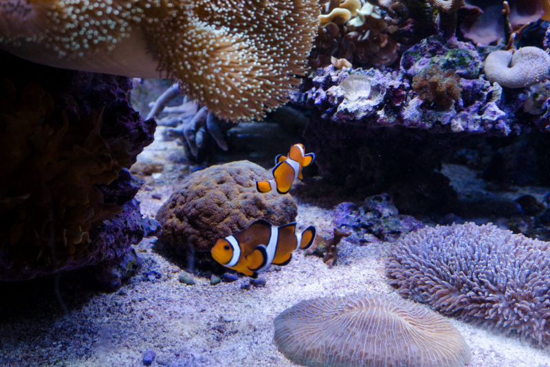 Aquarium