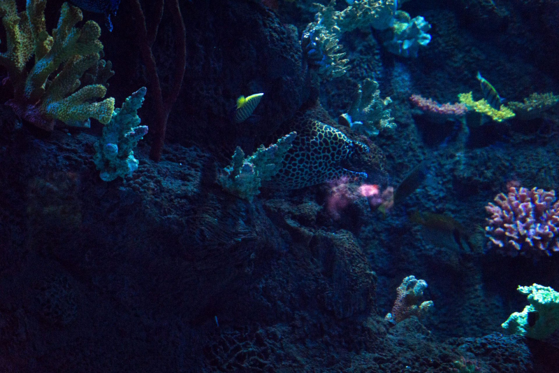 Aquarium