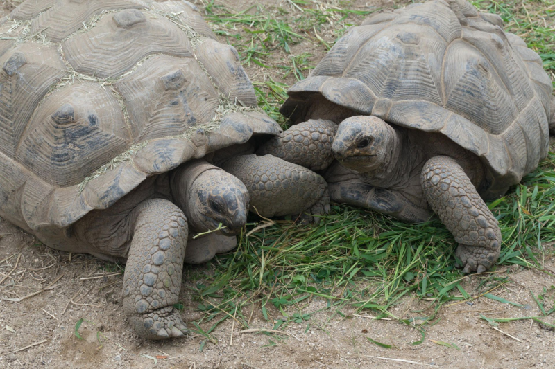 Tobu Zoo Park
