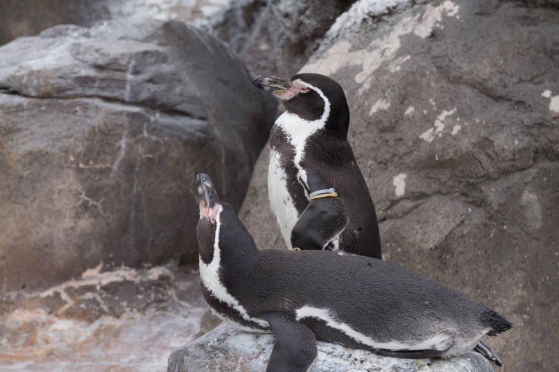 Tobu Zoo Park