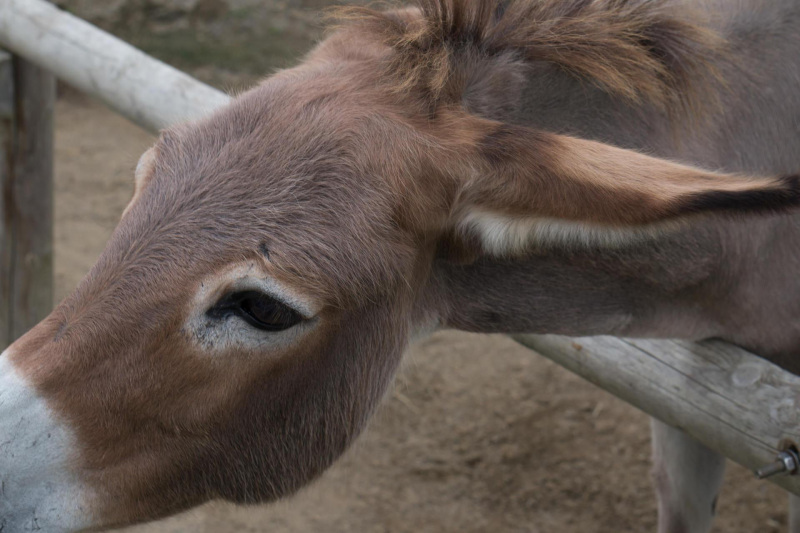 Tobu Zoo Park
